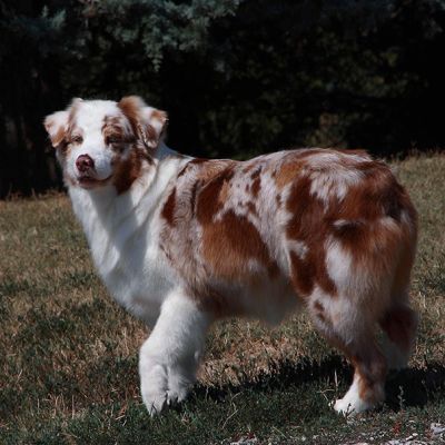 mollyBE678749-1A8E-3451-CBC7-95C9DB9D5FAB.jpg