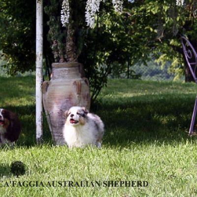 01-cucciolata8105A0DE-5009-66FC-DD67-C64B8CC11A4B.jpg