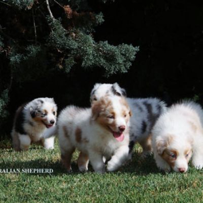 04-cucciolata099FBE89-AD4B-5937-AC9C-3E7C8292EB28.jpg