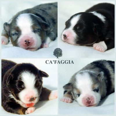 01-cucciolata-brigittaxdylan-8-giorni09A29342-028D-8A2C-5B3F-F3162280EF77.jpg