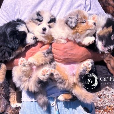 03-cuccioli-brigi67FA497D-8549-4ECB-0C91-D38647CBD6E4.jpg
