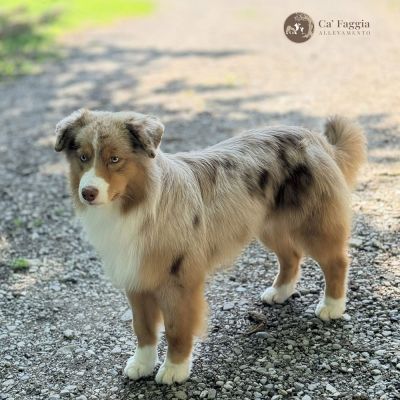 teddy-5DE7DB31B-9953-4337-BF77-16701D92E58A.jpg