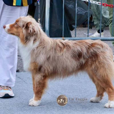 teddy-giovE8A82888-6EA0-A3C1-639F-74EC0B08C123.jpg