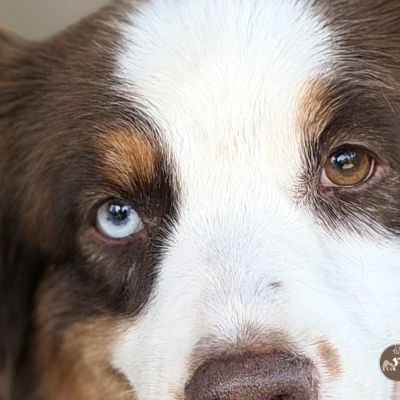 piper-eyes-img-6973EAB1B02F-C201-7B80-E6F9-1FB8B7FF535A.jpg